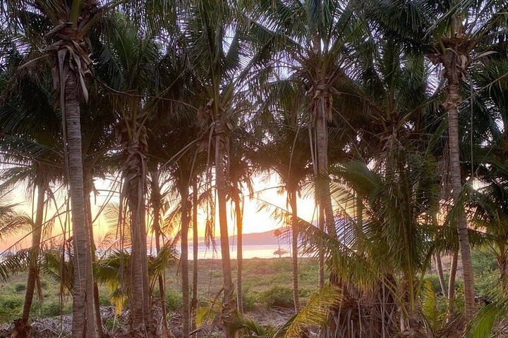 Tour a Hidden Mango and Coconut Orchard at Lahaina - Photo 1 of 6
